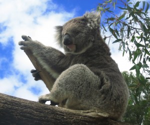 Koala, Australien