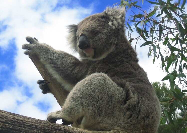 Backpacking Australien 