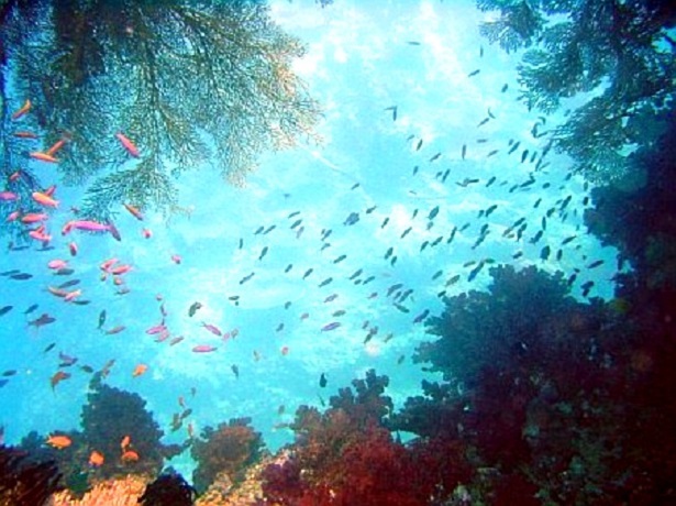 Korallen Fidschi Südsee (c) Anja Knorr