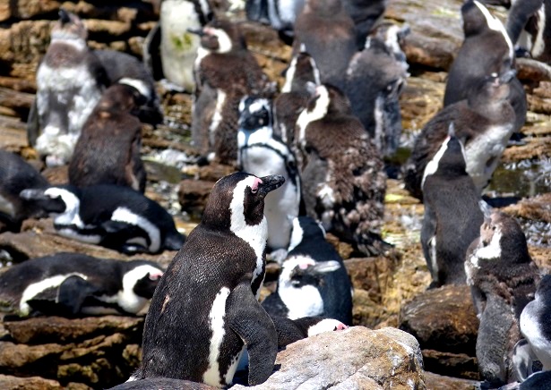 Pinguine Südafrika (c) Anja Knorr