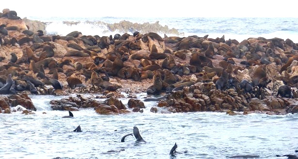 Seelöwen Dyer Island Südafrika (c) Anja Knorr