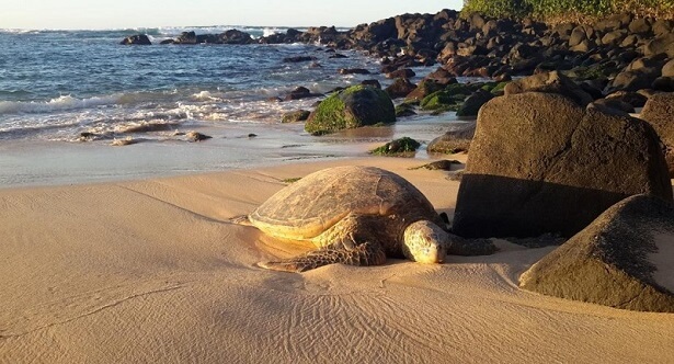 Oahu Hawaii USA (c) Peter Liers (2)