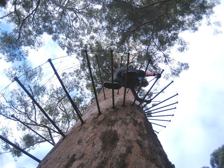 Karri Bäume Australien