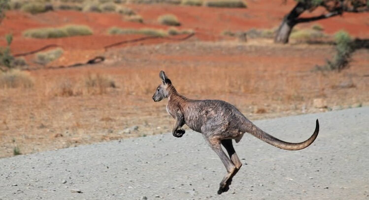 Känguru Australien