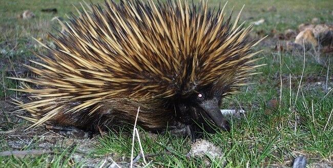 Echidna Australien