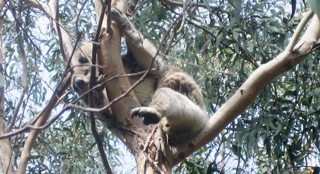 South Australia Koala