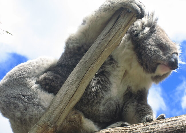 Victoria Maru Tierpark