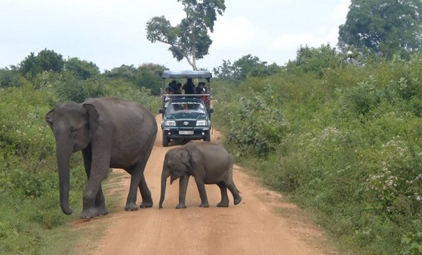 Sri Lanka Safari