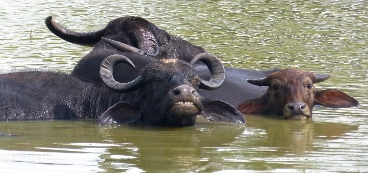 Udawalawe Nationalpark Sri Lanka Büffel (c) Happybackpacker (2)