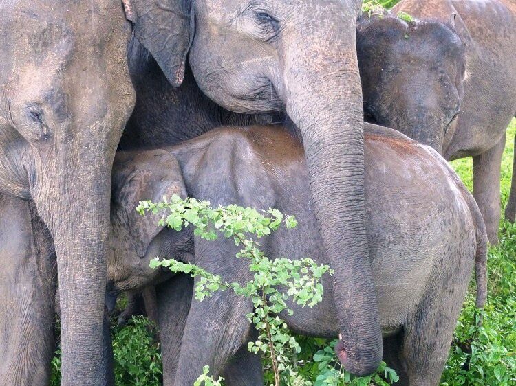 Udawalawe Nationalpark