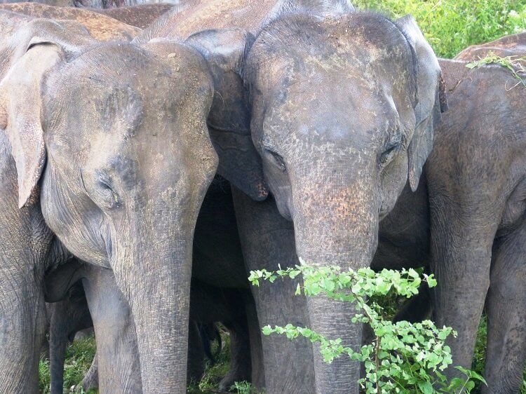 Udawalawe Nationalpark