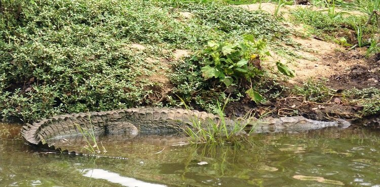 Udawalawe Nationalpark