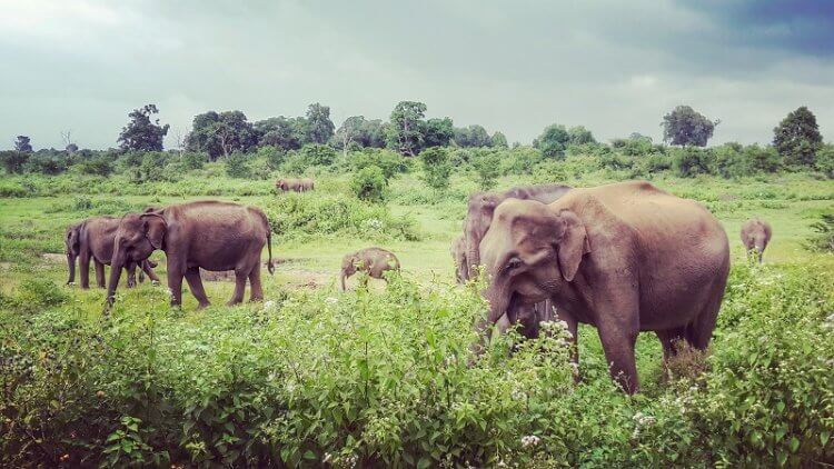 Udawalawe Nationalpark