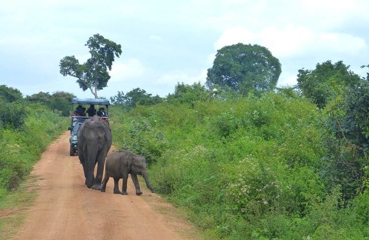 Udawalawe Nationalpark