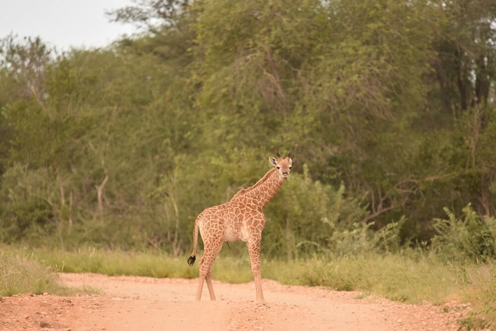 Safari