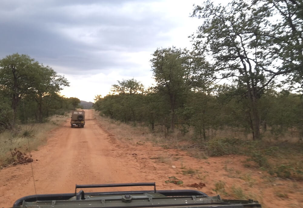 Safari Game Drive