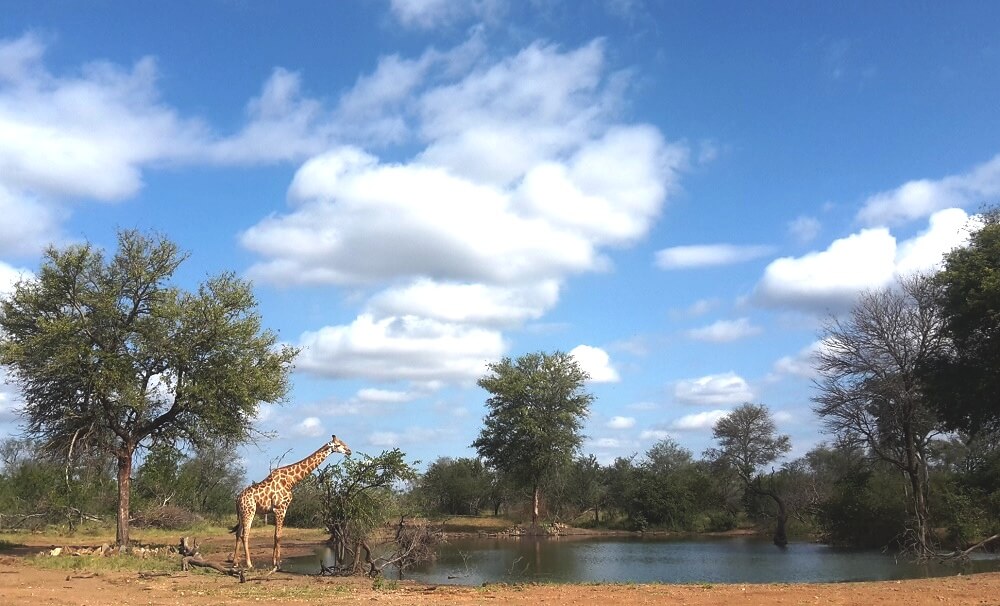 Safari Giraffe