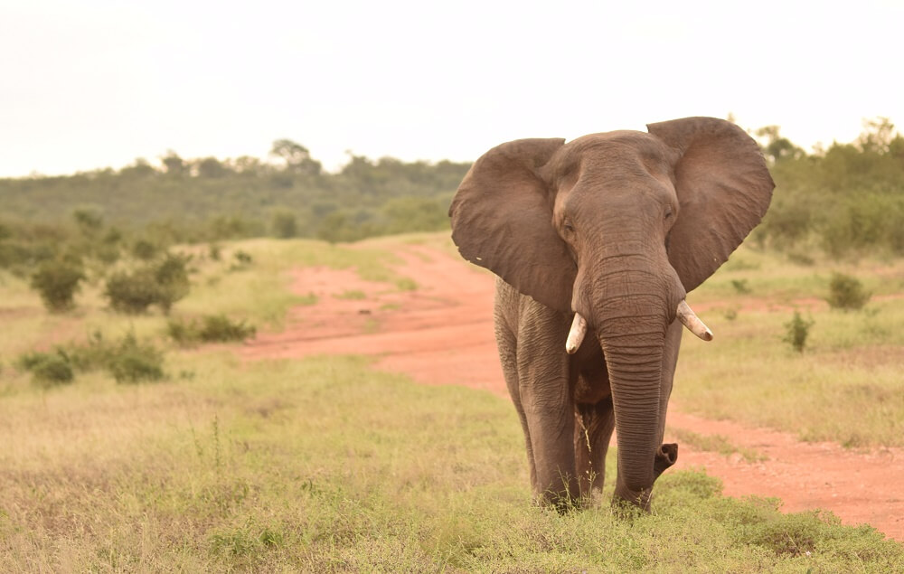 Safari Südafrika