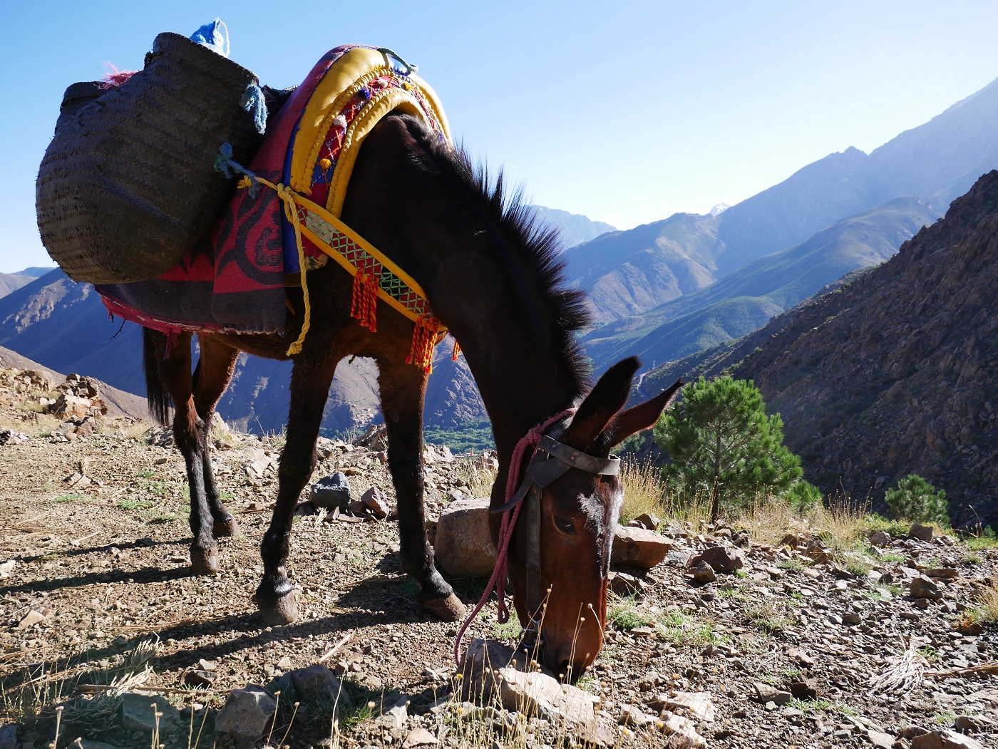 Happybackpacker Wandern in Marokko Imlil: Meine besten Tipps - Happybackpacker