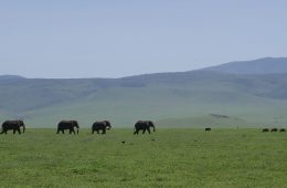Ngorongoro Krater Tansania