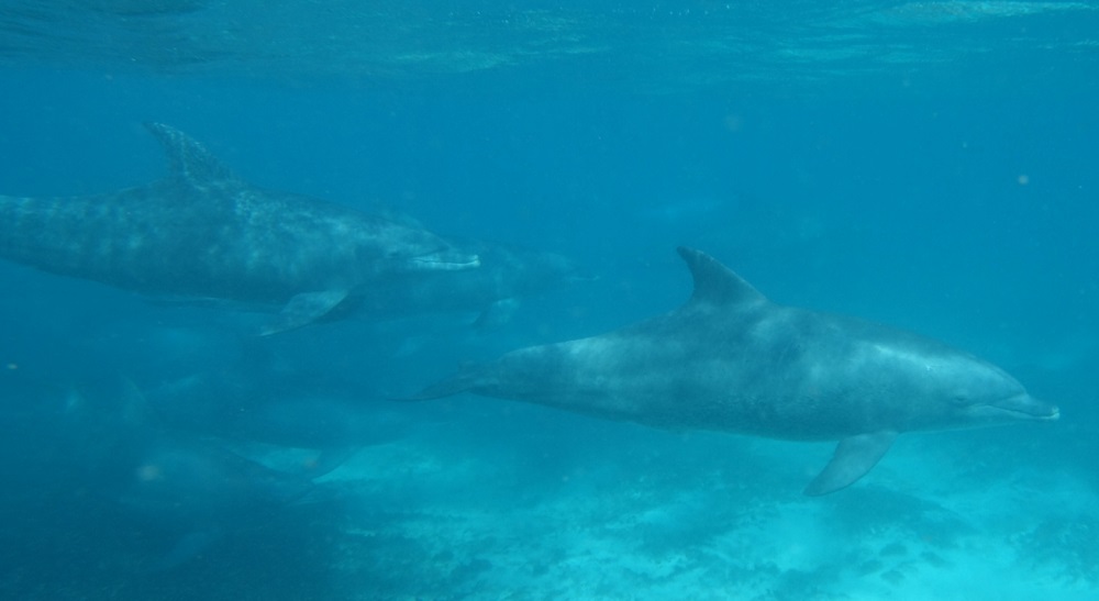 Sansibar Tauchen Delfine  (c) Philippe Mikusithy 