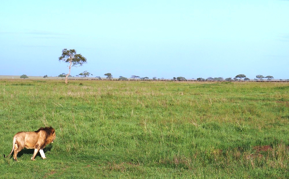 Serengeti Safari Tansania