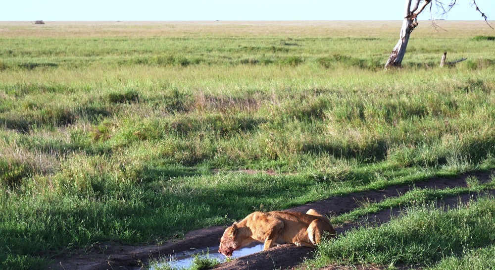 Serengeti Safari Tansania
