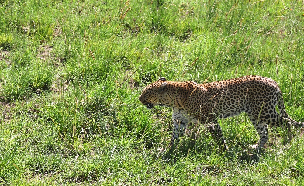 Serenget6i Safari Tansania