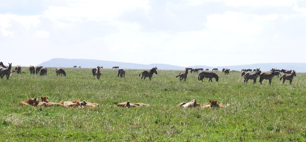 Serengeti Safari Tansania