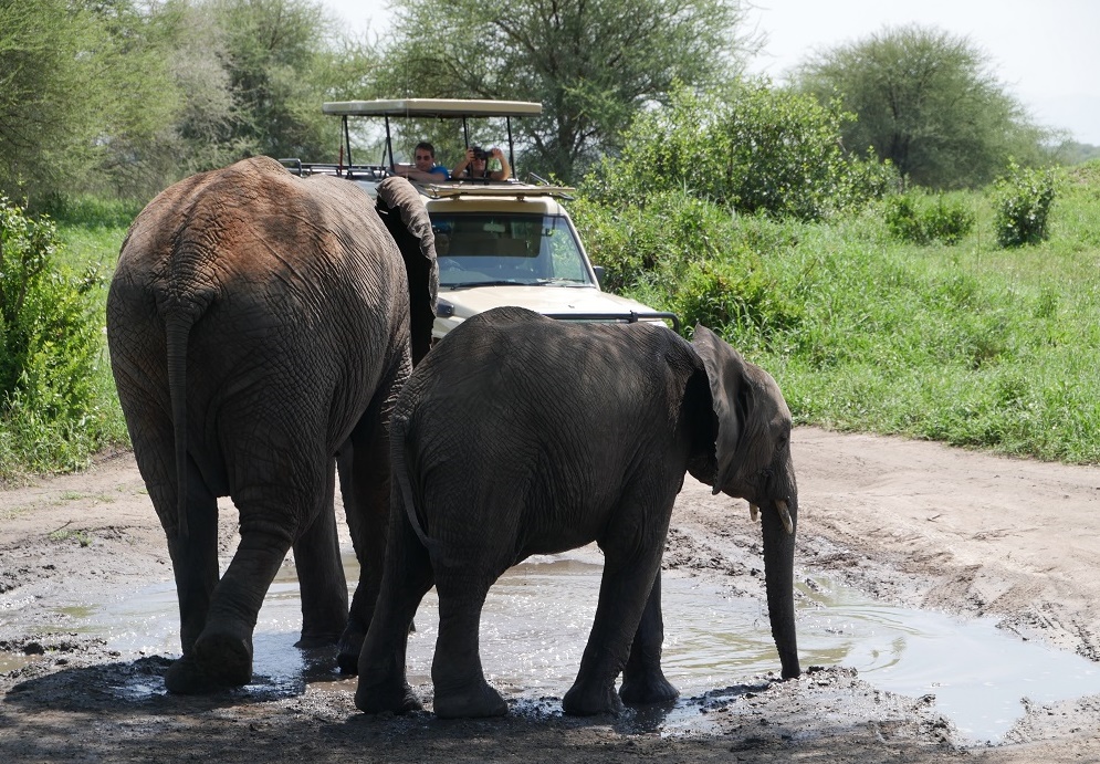 Serengeti Safari Tansania