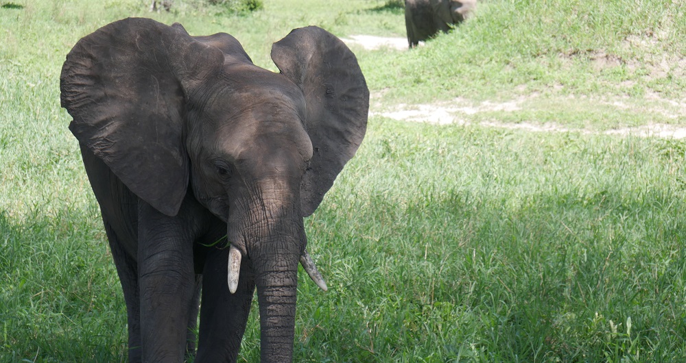 Serengeti Safari Tansania