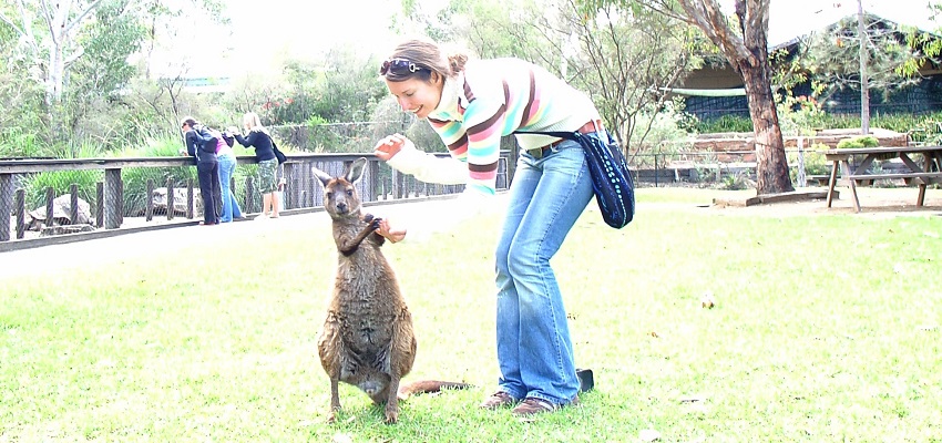 Känguru New South Wales