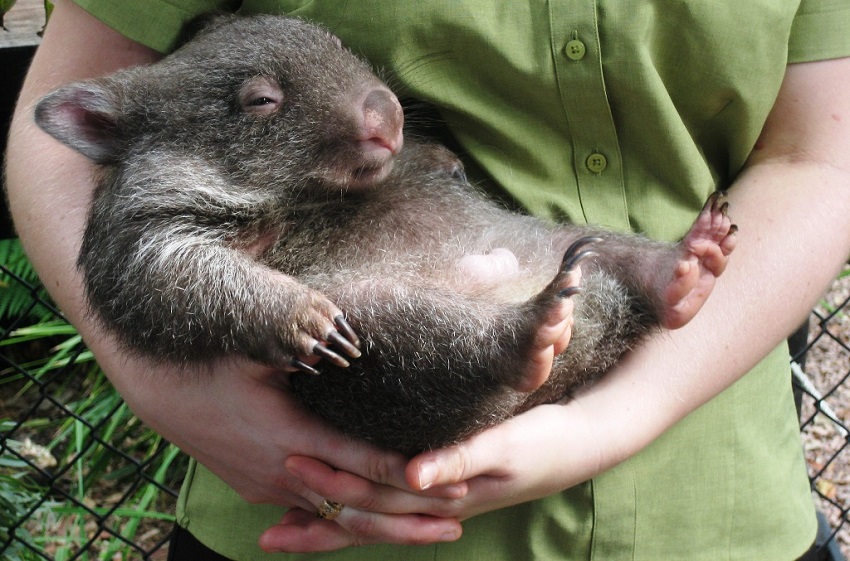 Wombat Australien