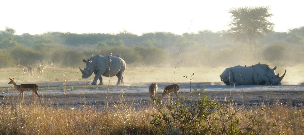 Botswana Khama Rhino Sanctuary