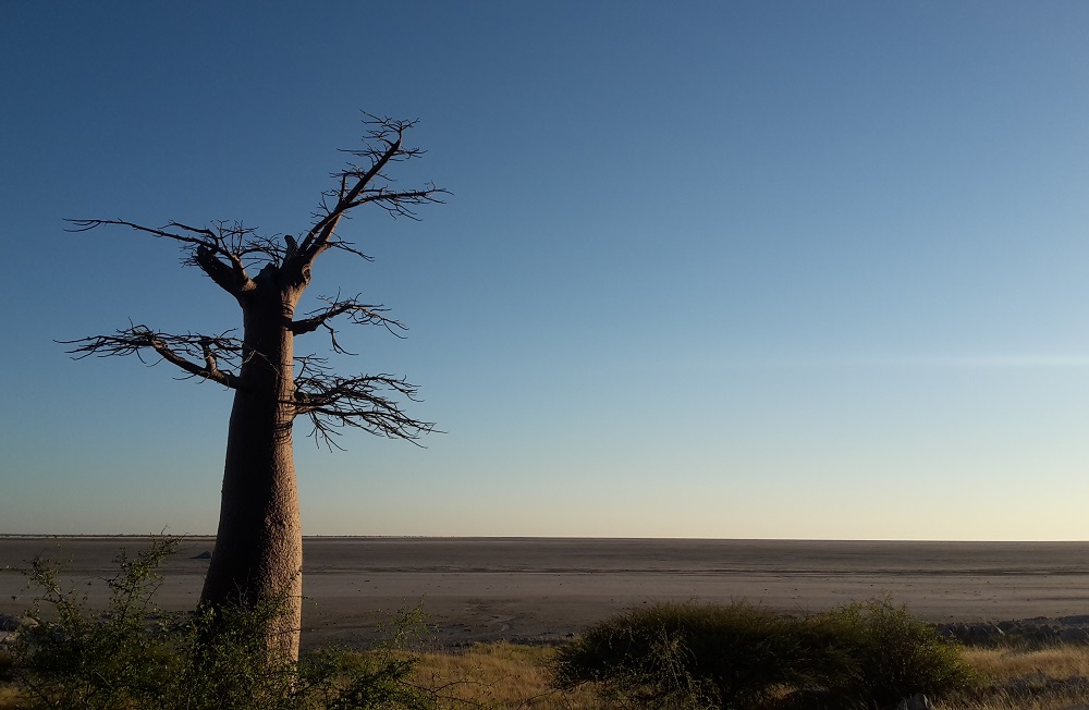 Botswana Baobab Baum