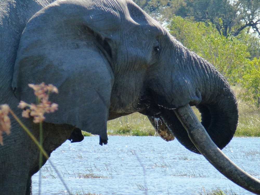 Botswana elefant